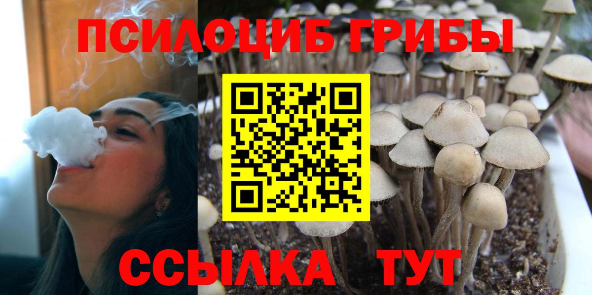 Псилоцибиновые грибы Psilocybe Одинцово